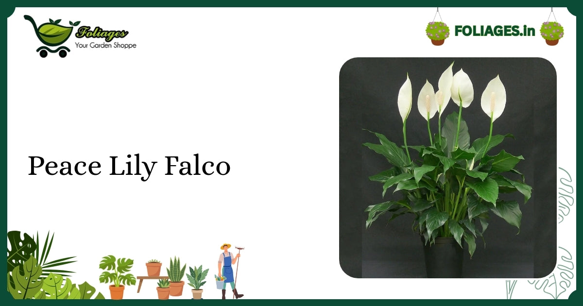 Peace Lily Falco Care: Compact Deep Green Indoor Air Purifier