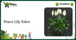 Peace Lily Falco Care: Compact Deep Green Indoor Air Purifier