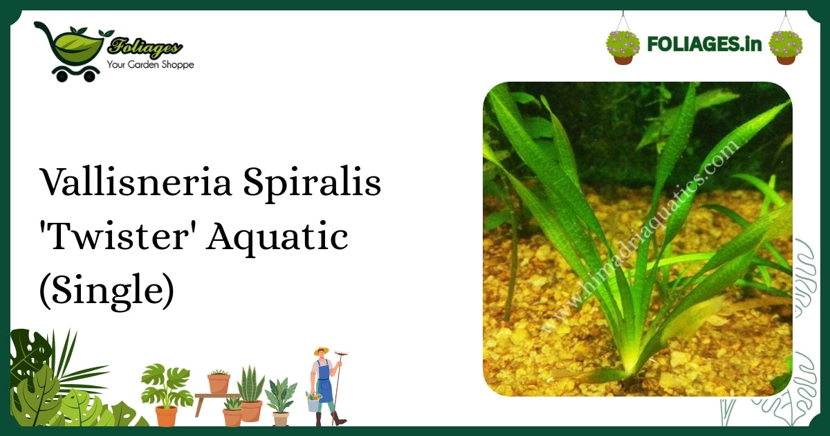 Vallisneria Spiralis 'Twister' Aquatic Care for Vibrant Indian Aquariums