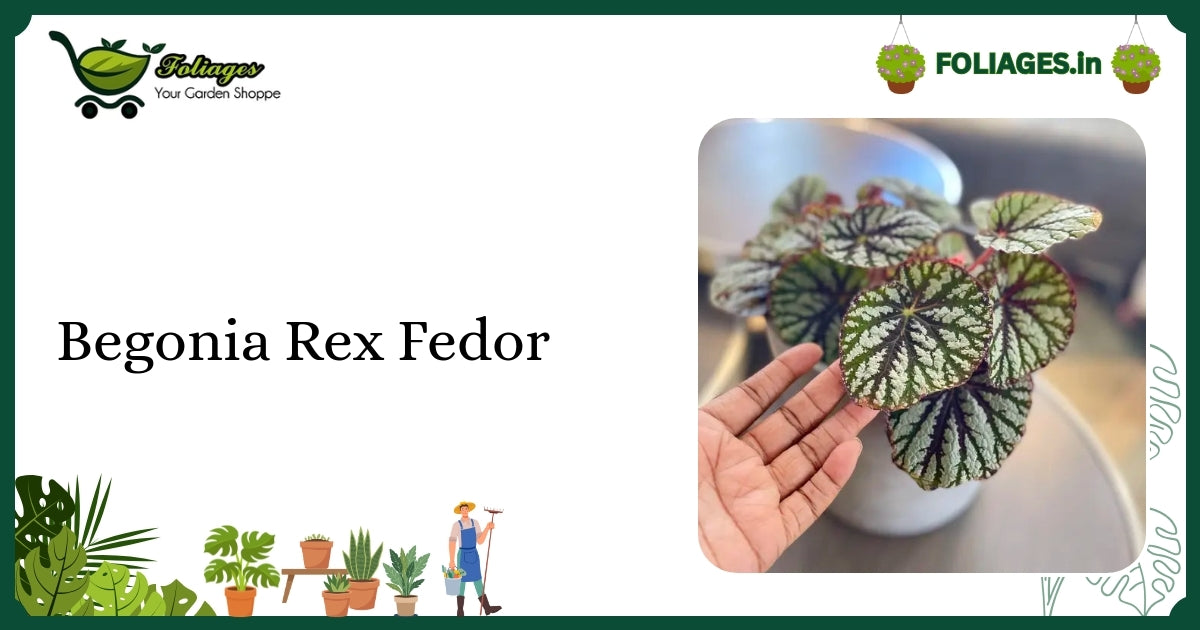 Begonia Rex Fedor Care: Metallic Silver & Burgundy Leaves in India