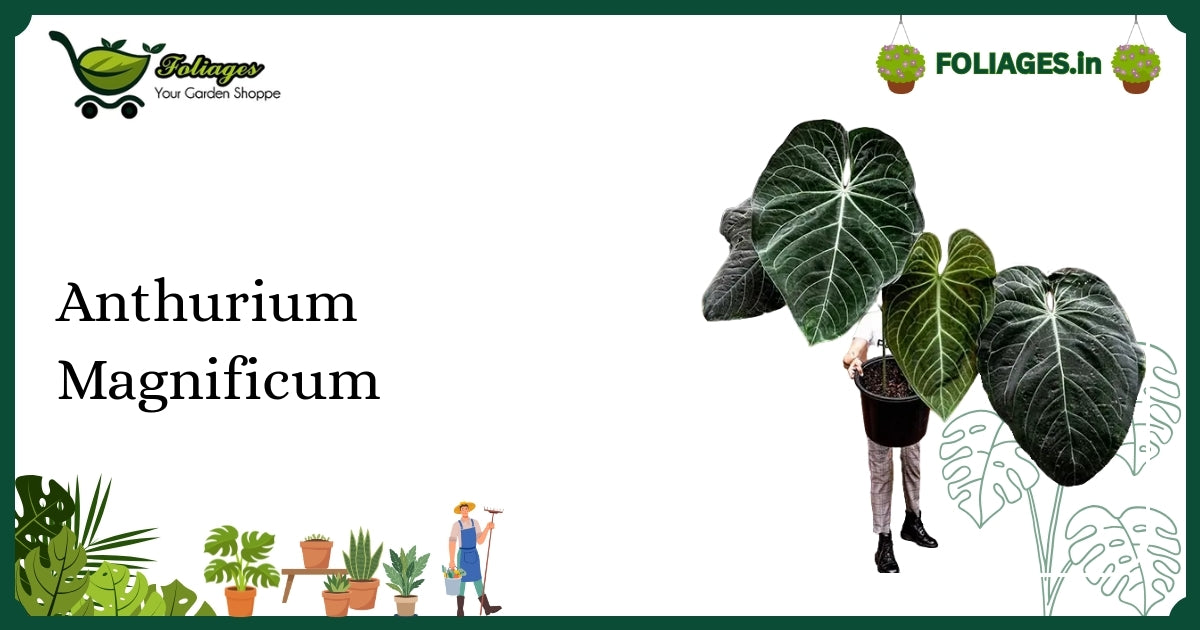 Anthurium Magnificum Care India: Velvety Deep Green Beauty