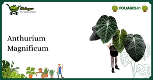 Anthurium Magnificum Care India: Velvety Deep Green Beauty