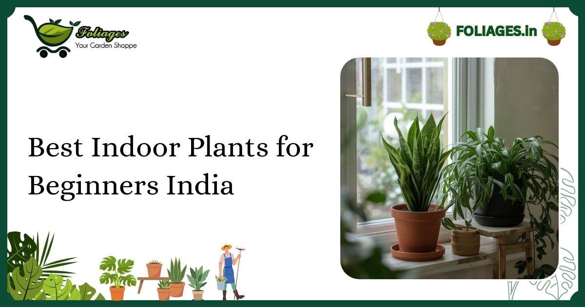 Best Indoor Plants for Beginners India: A Practical Guide