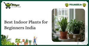 Best Indoor Plants for Beginners India: A Practical Guide