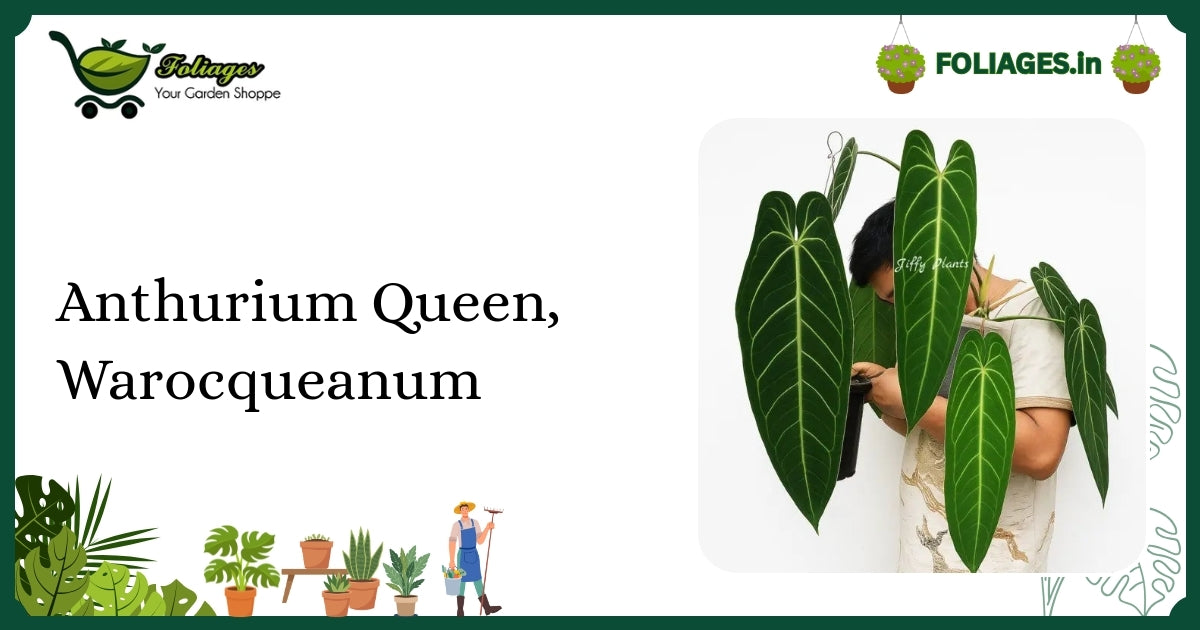 Anthurium Queen Warocqueanum Care: Velvety Leaves & Silvery Veins
