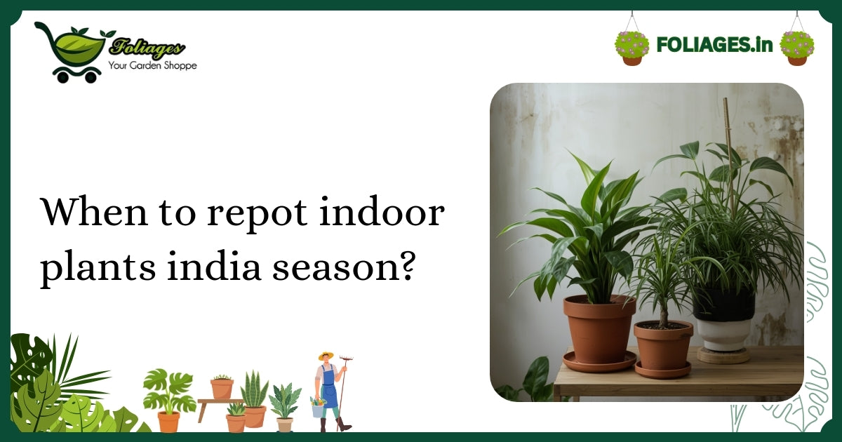 When to Repot Indoor Plants India Season? Expert Guide