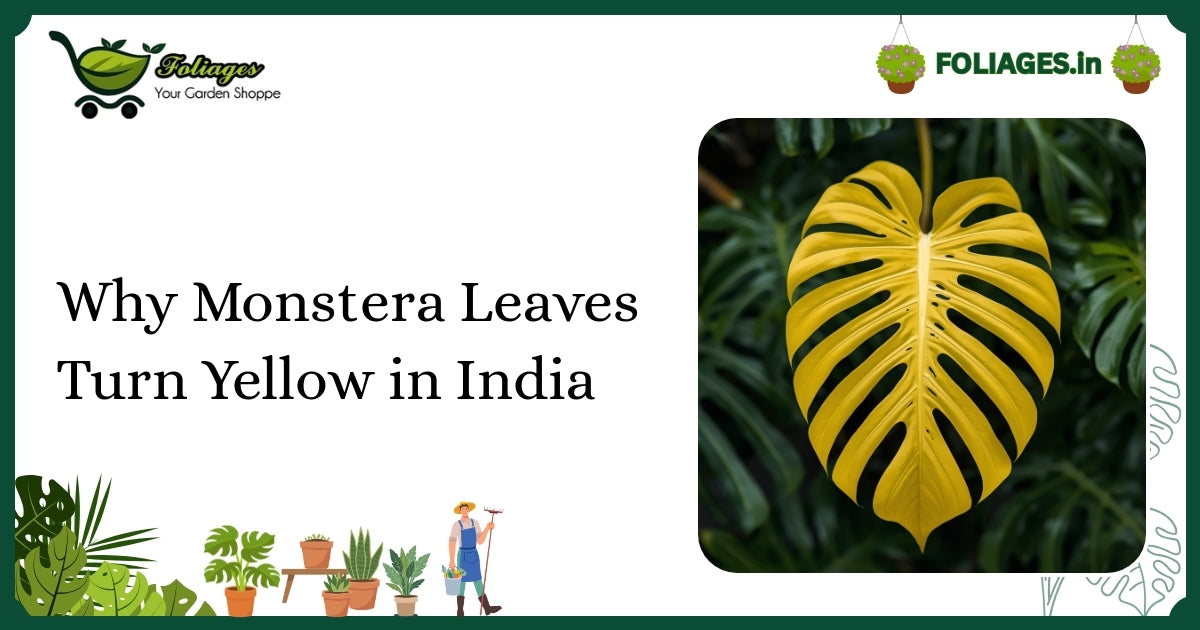 Why Monstera Leaves Turn Yellow in India: Care Tips