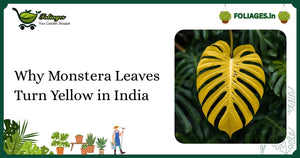 Why Monstera Leaves Turn Yellow in India: Care Tips