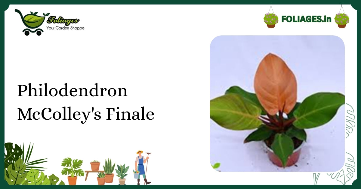 Philodendron McColley's Finale Care: Compact Orange-to-Green Foliage