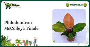 Philodendron McColley's Finale Care: Compact Orange-to-Green Foliage