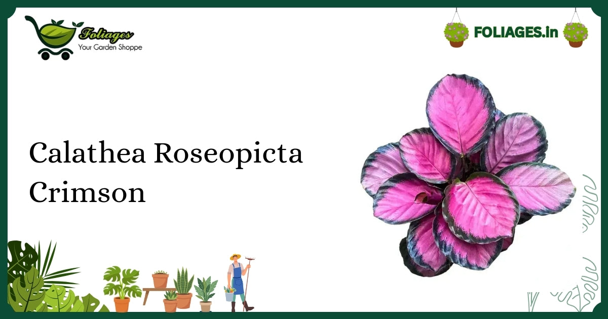 Calathea Roseopicta Crimson Care: Vibrant Crimson Variegation Tips