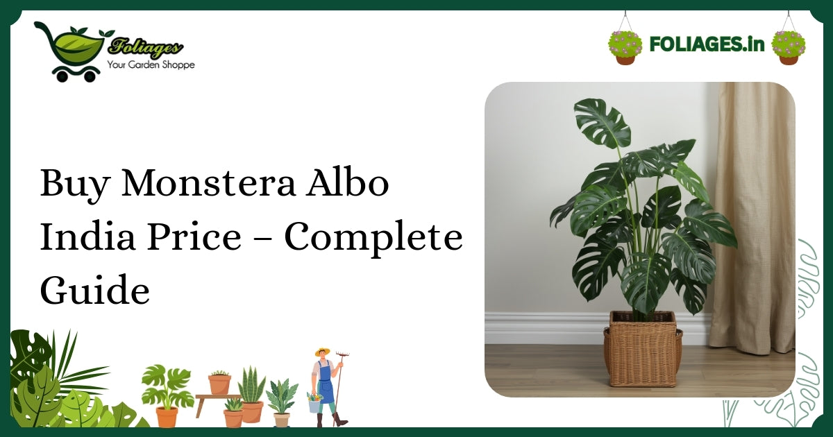 Buy Monstera Albo India Price – Complete Guide