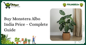 Buy Monstera Albo India Price – Complete Guide