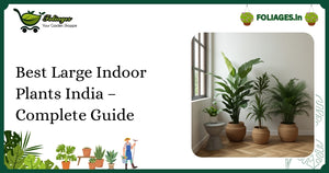 Best Large Indoor Plants India – Complete Guide