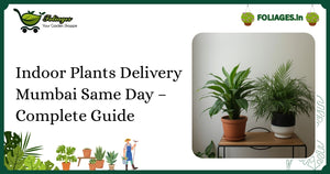 Indoor Plants Delivery Mumbai Same Day – Complete Guide