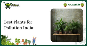 Best Plants for Pollution India: Clean Air with Green Companions