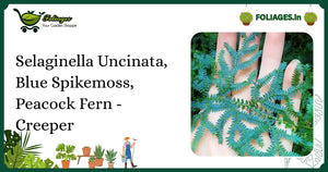 Selaginella Uncinata Care India: Blue Spikemoss Creeper Tips