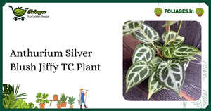 Anthurium Silver Blush Care India: Velvety Silver Veined TC Plant
