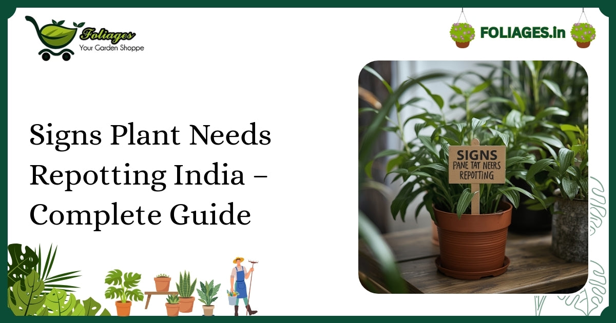 Signs Plant Needs Repotting India – Complete Guide