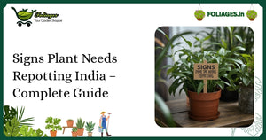 Signs Plant Needs Repotting India – Complete Guide