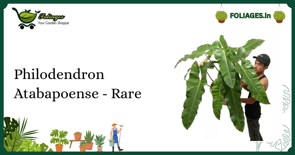 Philodendron Atabapoense - Rare Deep Green Care in India