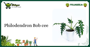Philodendron Bob cee Care: Large Serrated Leaves in India