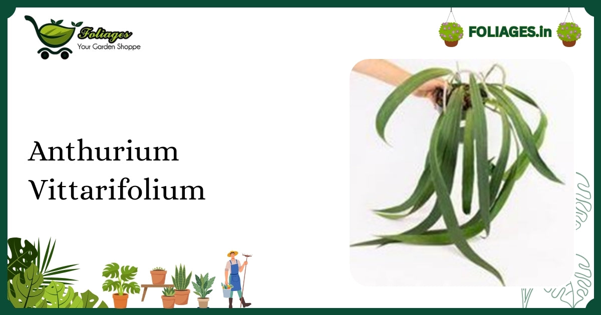 Anthurium Vittarifolium Care: Velvety Deep Emerald Strap-Leaf Guide