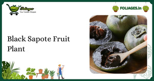 Healthy Young Black Sapote Fruit Plant in 4-Inch Pot Care Guide