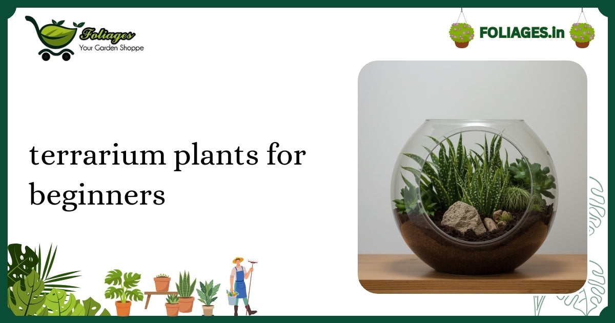 Terrarium Plants for Beginners: A Practical Guide for India