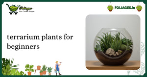 Terrarium Plants for Beginners: A Practical Guide for India