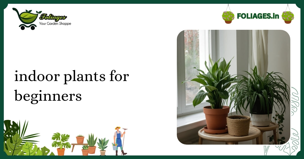 Indoor Plants for Beginners: A Practical Guide for Indian Homes