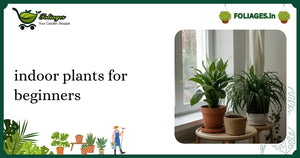 Indoor Plants for Beginners: A Practical Guide for Indian Homes