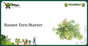 Sunset Fern Starter Care: Compact Tri-Colored Fern for Indian Homes
