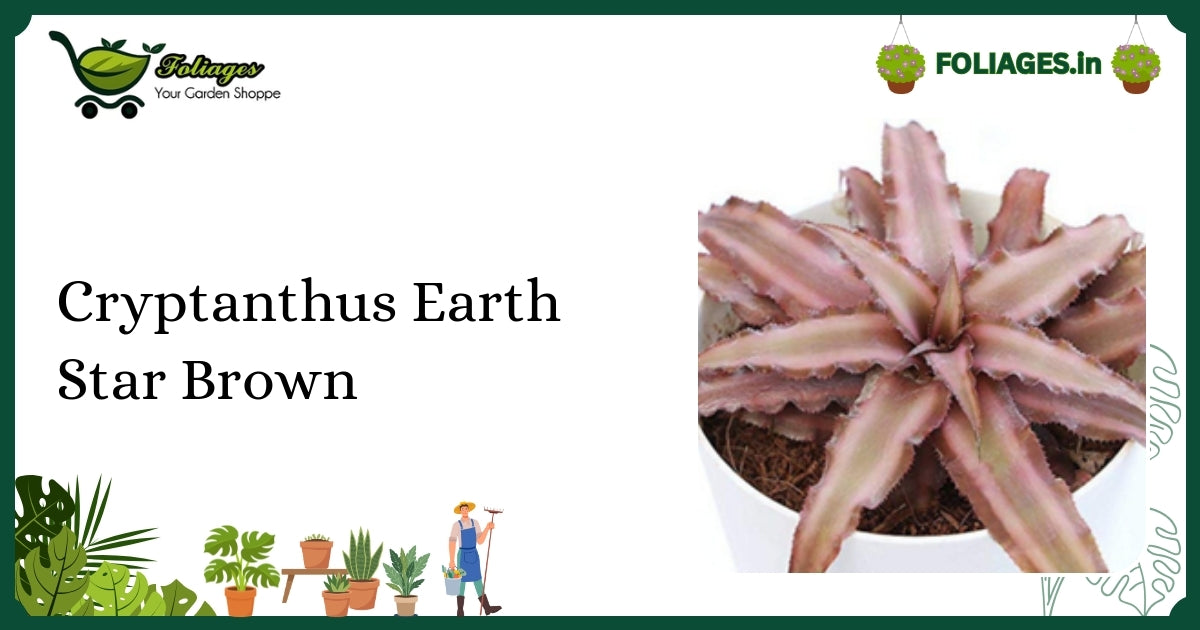 Compact Rich Bronze Cryptanthus Earth Star Brown Care in India