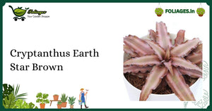 Compact Rich Bronze Cryptanthus Earth Star Brown Care in India