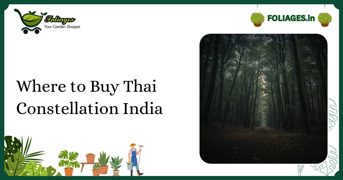 Where to Buy Thai Constellation India: A Complete Guide