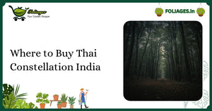 Where to Buy Thai Constellation India: A Complete Guide