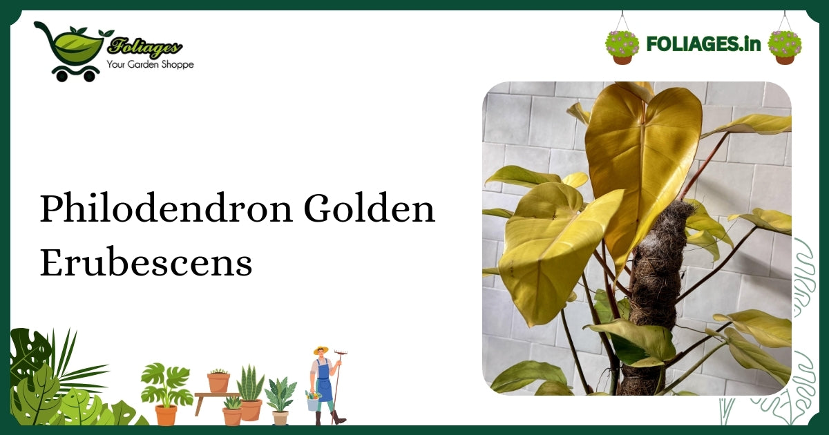 Philodendron Golden Erubescens Care: Vibrant Golden to Lime Leaves