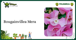 Bougainvillea Mera Care India: Vibrant Multicolor Bracts Climber