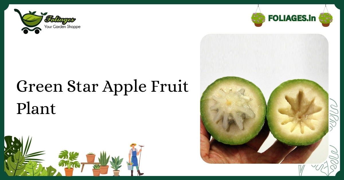 Green Star Apple Fruit Plant Care: Glossy Leaves & Golden Underside