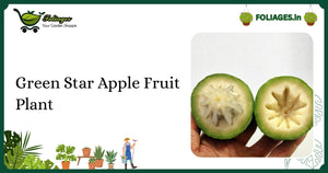 Green Star Apple Fruit Plant Care: Glossy Leaves & Golden Underside