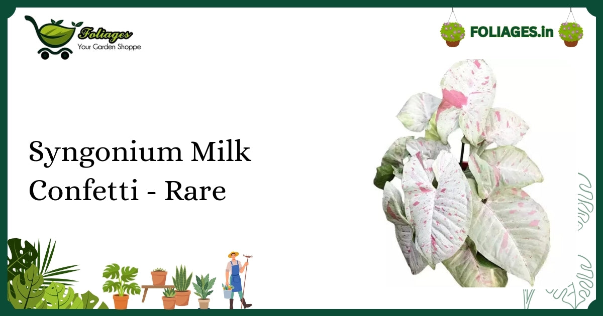 Syngonium Milk Confetti Care India: Maintaining Creamy Pink Variegation