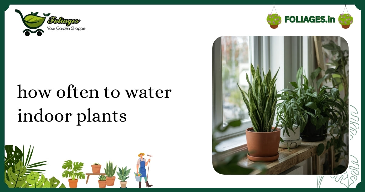 How Often to Water Indoor Plants: A Practical Indian Guide