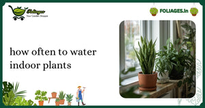 How Often to Water Indoor Plants: A Practical Indian Guide