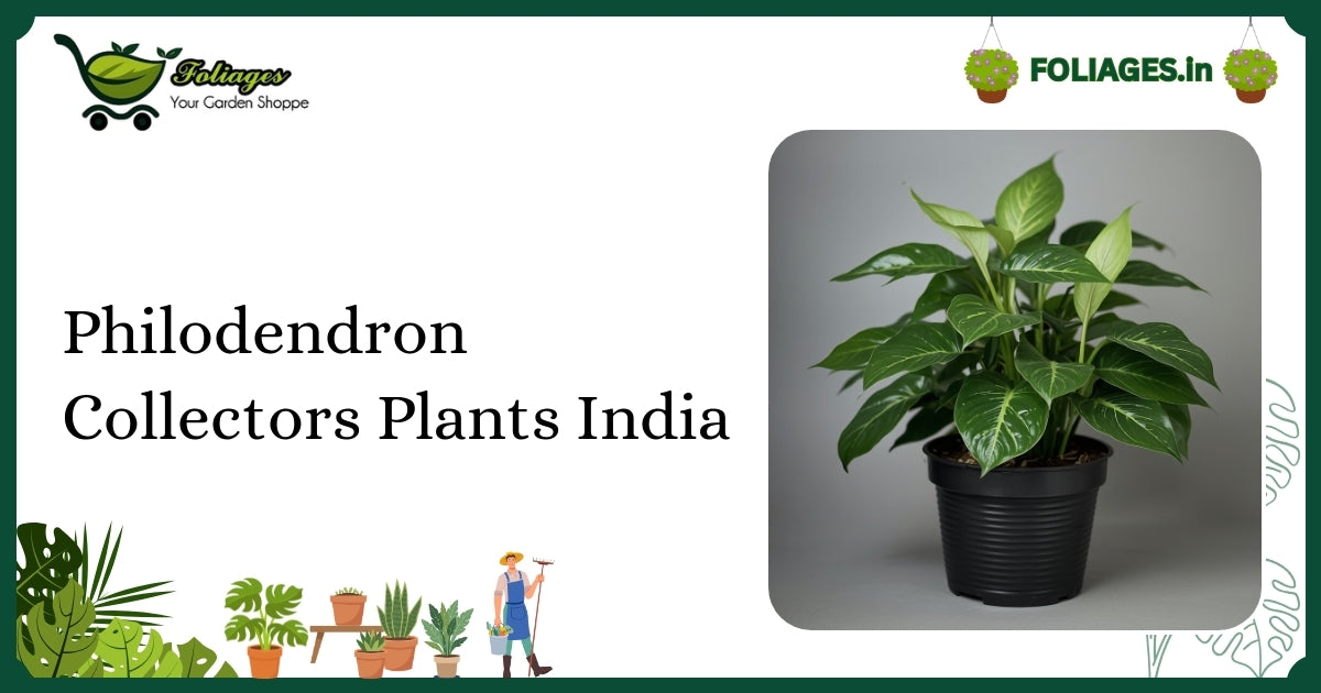 Philodendron Collectors Plants India: Care and Varieties Guide