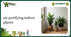Air Purifying Indoor Plants: Care Guide for Indian Homes
