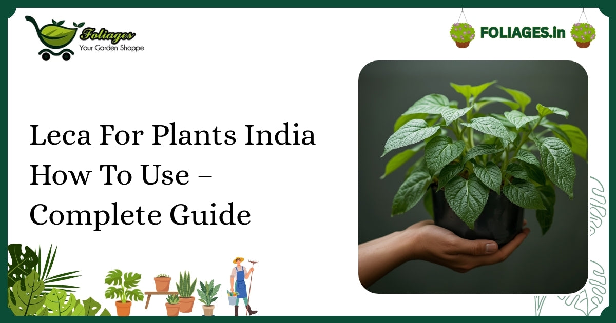 Leca For Plants India How To Use – Complete Guide
