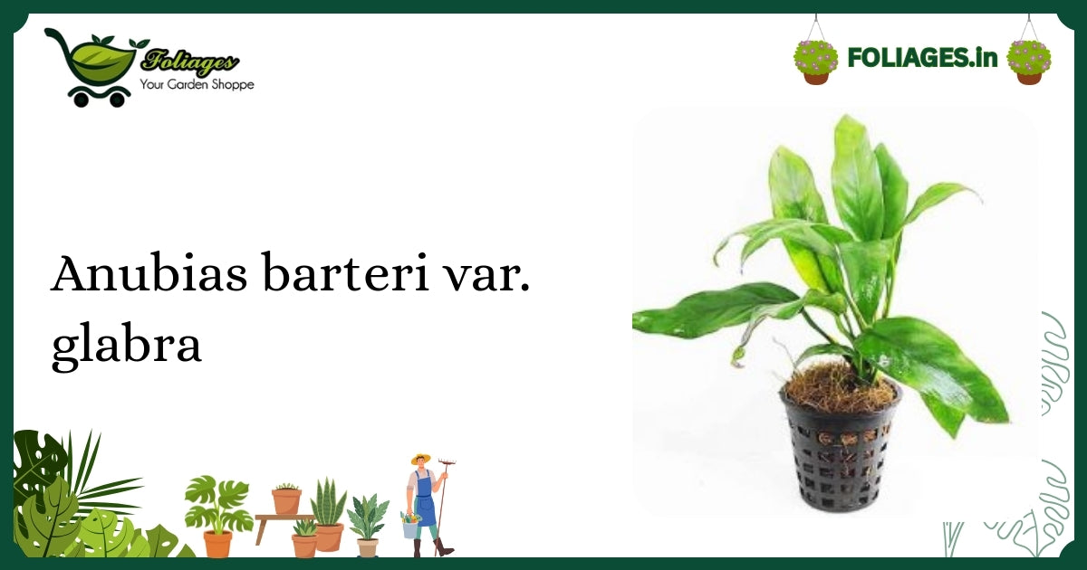 Anubias barteri var. glabra Care: Dark Green Marbled Aquatic Plant