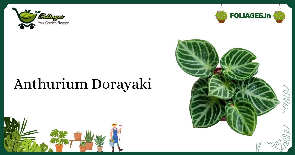 Anthurium Dorayaki Care India: Velvet Leaves with Silver Veins