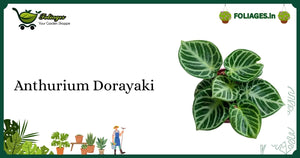 Anthurium Dorayaki Care India: Velvet Leaves with Silver Veins